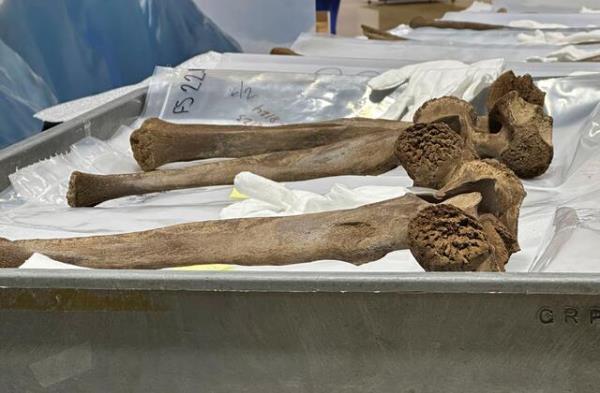 密歇根工作人员出土的乳齿象骨头在博物馆展出