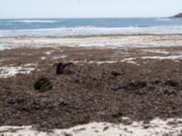 大量马尾藻正在袭击佛罗里达海岸，对健康造成危害