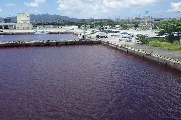日本啤酒厂事故将海水染成鲜红色